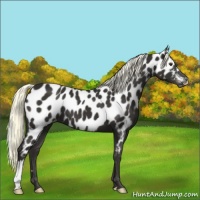 Horse Color:Liver Chestnut Mushroom Near Leopard 