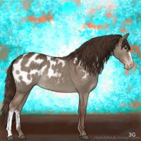 Horse Color:Liver Red Dun Appaloosa