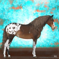 Horse Color:White Spotted Liver Chestnut Appaloosa 