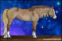 Horse Color:Liver Red Dun Sabino Splash Brindle 