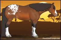 Horse Color:Bay Appaloosa 