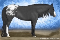 Horse Color:Blue Roan Appaloosa 