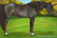 Horse Color:Liver Chestnut 