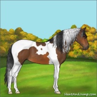 Horse Color:Bay Tobiano 