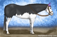 Horse Color:Black Splash 