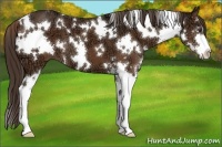 Horse Color:White Spotted Liver Chestnut Ice Sabino 