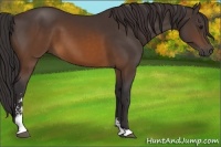 Horse Color:Buckskin Sabino