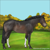 Horse Color:Brown 
