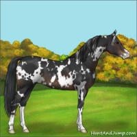 Horse Color:White Spotted Brown Sabino 
