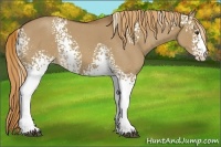 Horse Color:White Spotted Red Dun Roan 