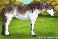 Horse Color:White Spotted Liver Chestnut 