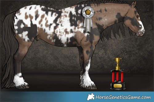 Horse Color:White Spotted Liver Chestnut  and Liver Red Dun Blanket 