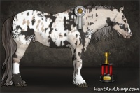 Horse Color:White Spotted Liver Chestnut  and Liver Red Dun Appaloosa 