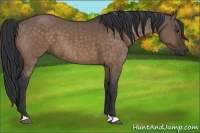 Horse Color:Brown Dun Brindle 