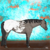 Horse Color:Grullo Appaloosa Brindle 