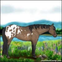 Horse Color:Brown Dun Appaloosa 