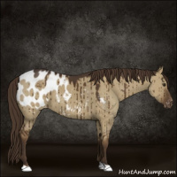 Horse Color:Liver Red Dun Appaloosa Brindle