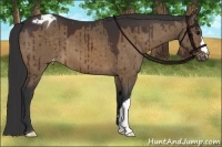 Horse Color:Brown Dun Varnish Brindle 