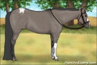 Horse Color:Grullo Blanket Brindle 