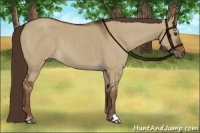 Horse Color:Liver Red Dun 