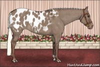 Horse Color:Liver Red Dun Appaloosa Brindle