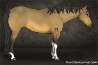 Horse Color:Buckskin Sabino Tobiano 