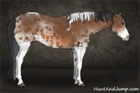 Horse Color:White Spotted Bay Tobiano