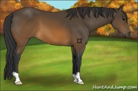 Horse Color:Brown 