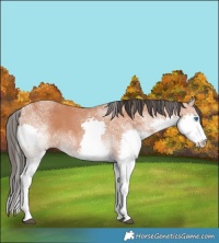 Horse Color:White Spotted Bay Splash