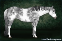 Horse Color:White Spotted Black Ice Frame 