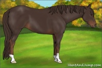 Horse Color:Liver Chestnut