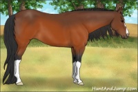 Horse Color:Brown 