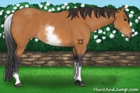 Horse Color:White Spotted Bay 