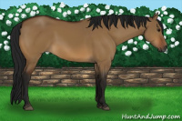 Horse Color:Gray Bay Dun 