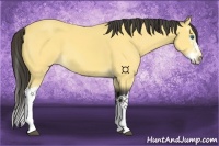 Horse Color:Buckskin Splash 