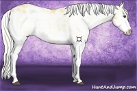 Horse Color:Palomino Sabino Splash 