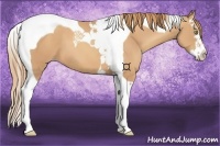 Horse Color:Gold Champagne Splash Tobiano 