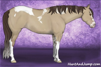 Horse Color:Classic Champagne Dun Splash Tobiano 