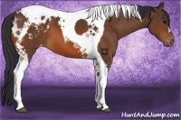 Horse Color:Bay Tobiano Appaloosa 