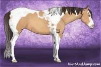 Horse Color:Amber Champagne Splash Tobiano 