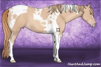 Horse Color:Gold Champagne Tobiano