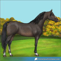 Horse Color:Brown Dun