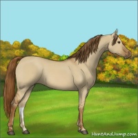 Horse Color:Red Dun Rabicano 