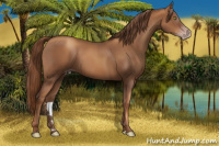 Horse Color:Gray Gold Champagne 