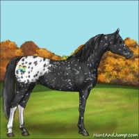 Horse Color:Black Appaloosa 