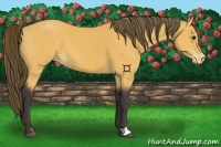 Horse Color:Buckskin Appaloosa