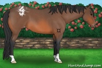 Horse Color:Bay Roan Appaloosa 