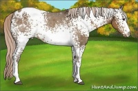 Horse Color:White Spotted Chocolate Palomino Appaloosa 