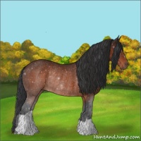Horse Color:Brown Rabicano 