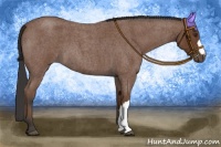 Horse Color:Bay Roan 